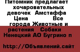 Питомник предлагает 2-хочаровательных девочек  Амстаффа › Цена ­ 25 000 - Все города Животные и растения » Собаки   . Ненецкий АО,Бугрино п.